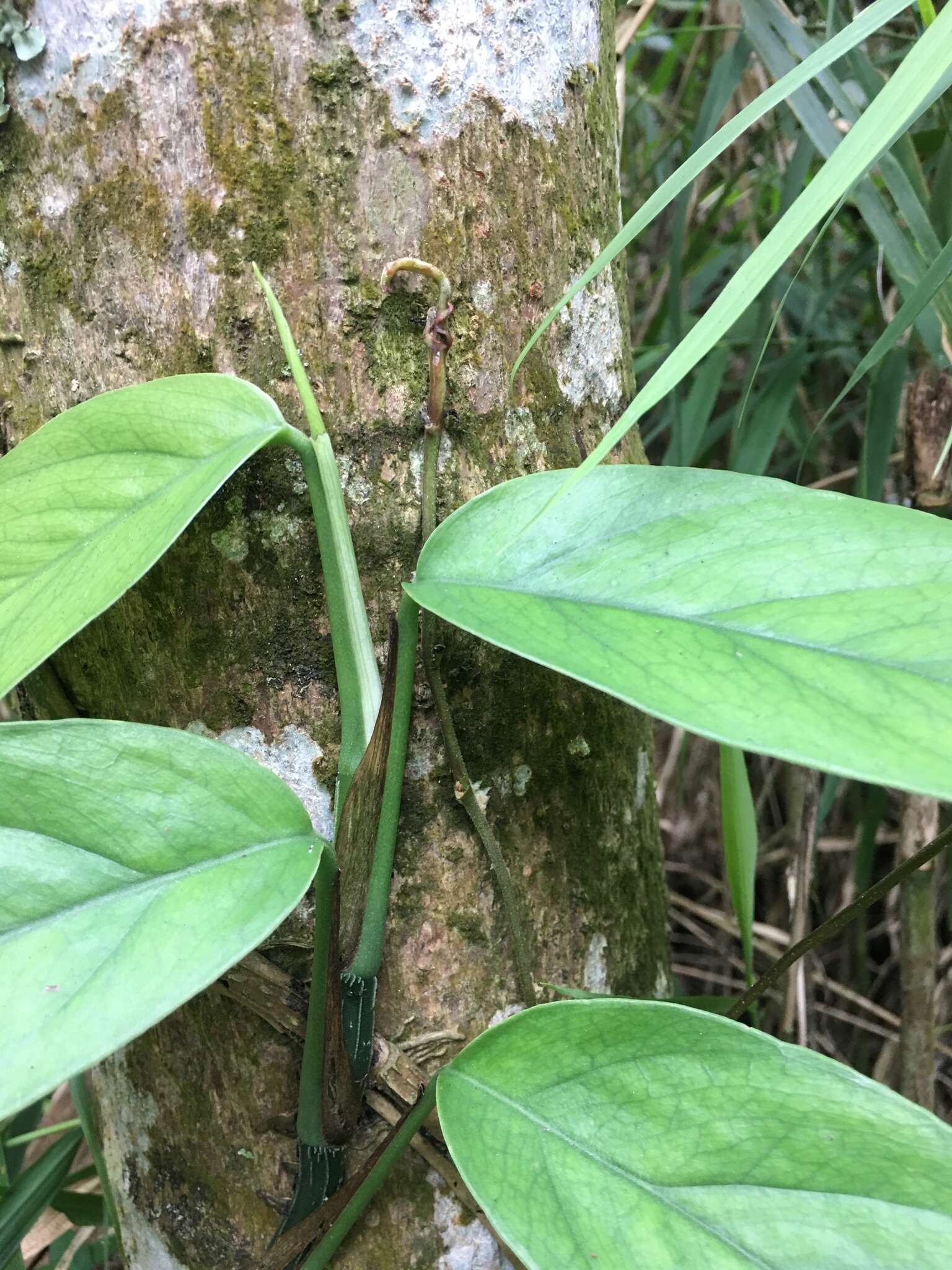 Image de Epipremnum pinnatum (L.) Engl.