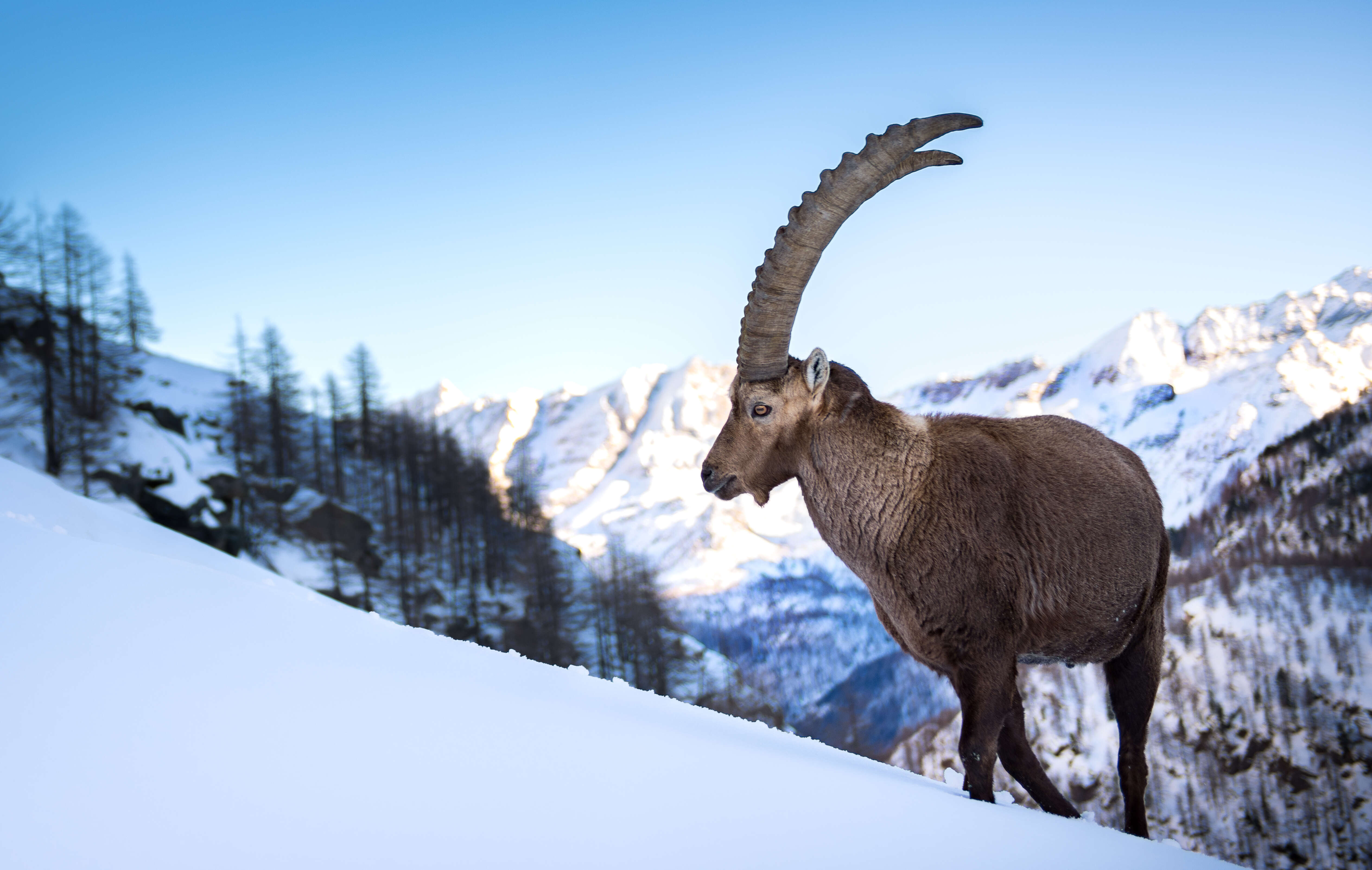 Plancia ëd Capra ibex Linnaeus 1758