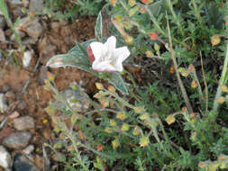 Image de Convolvulus lineatus L.