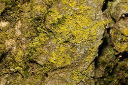 Image of lemon lichen