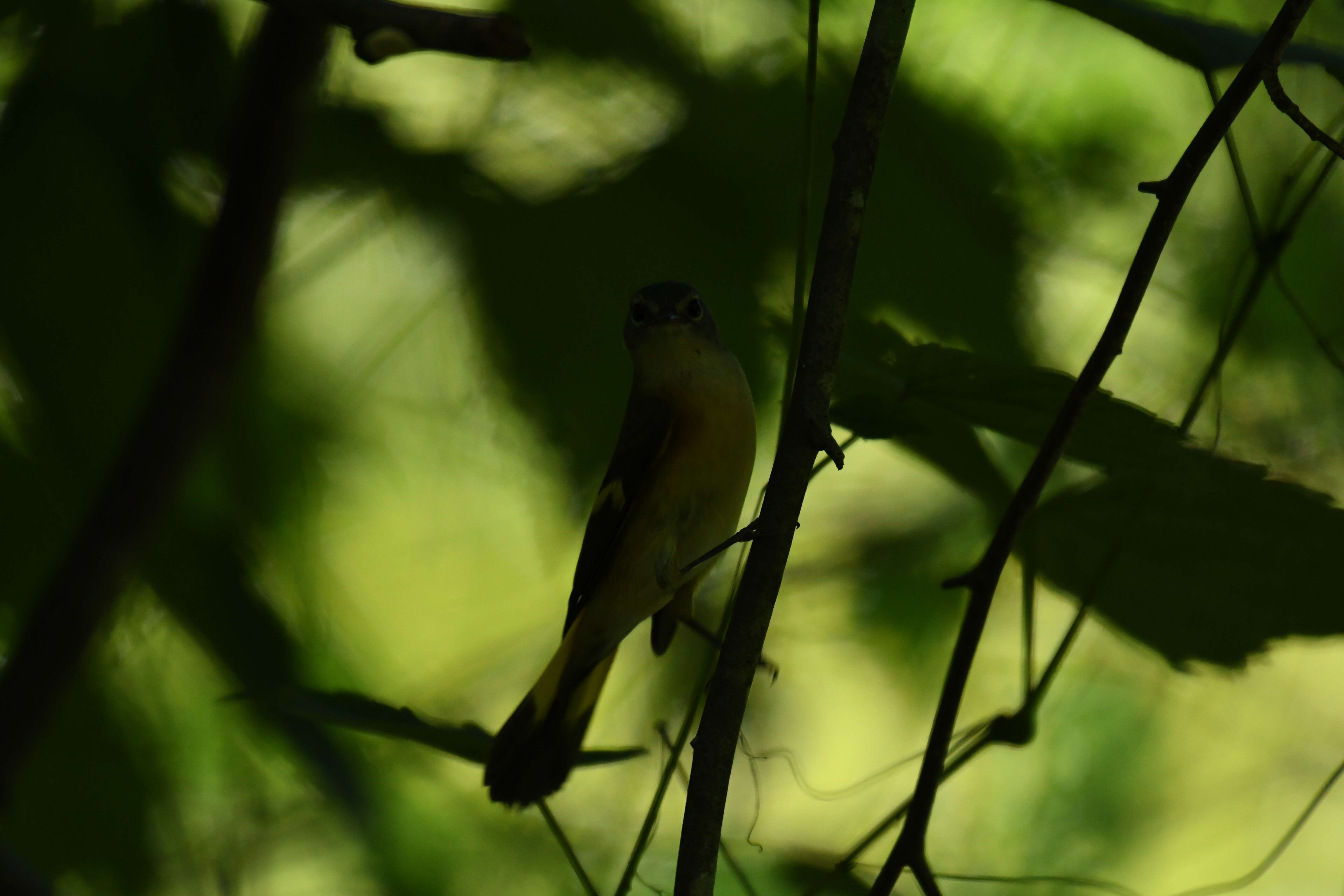 Image of American Redstart