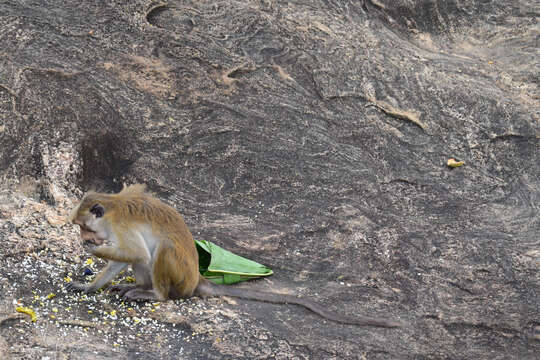 Image of Toque macaque