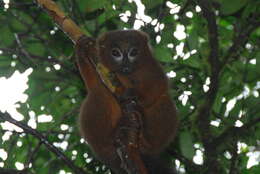 Image of Red-bellied Lemur