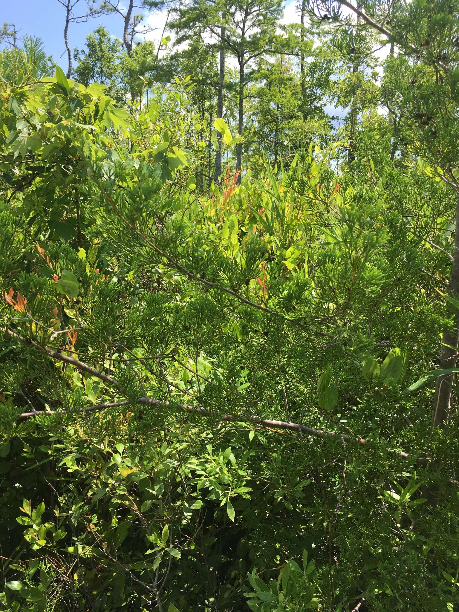 Image of Atlantic White Cedar