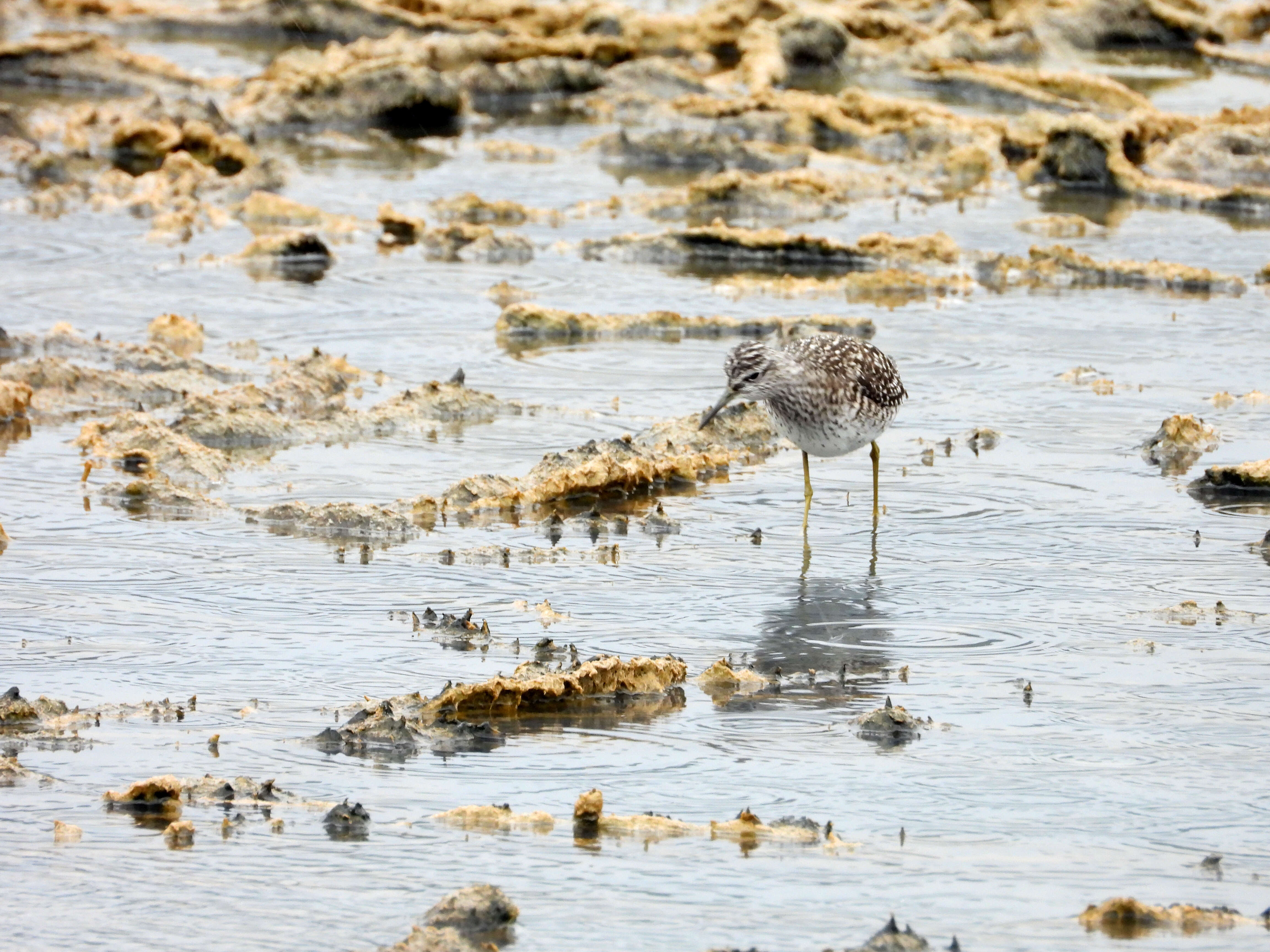 Image of Wood Sandpiper