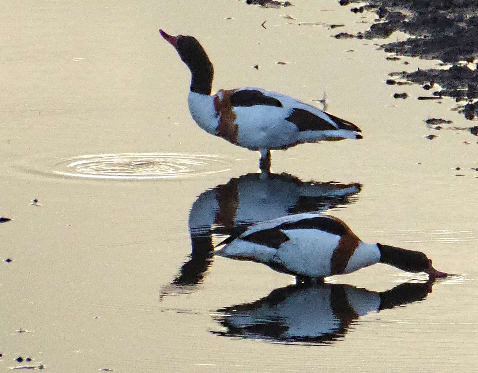 Image of shelduck, common shelduck