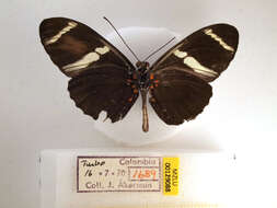 Image of Heliconius sara Fabricius 1793