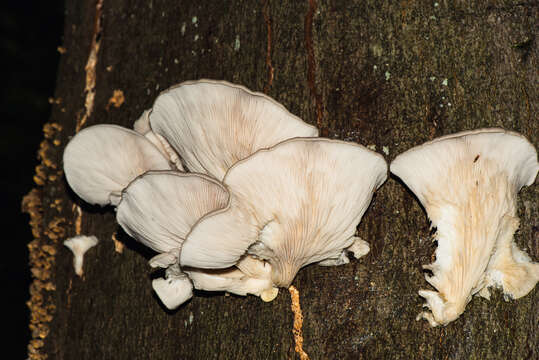 Image of Pleurotus