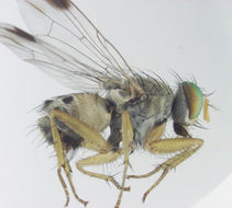 Image of Pygophora apicalis Schiner 1868