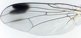 Image of <i>Pygophora apicalis</i> Schiner 1868