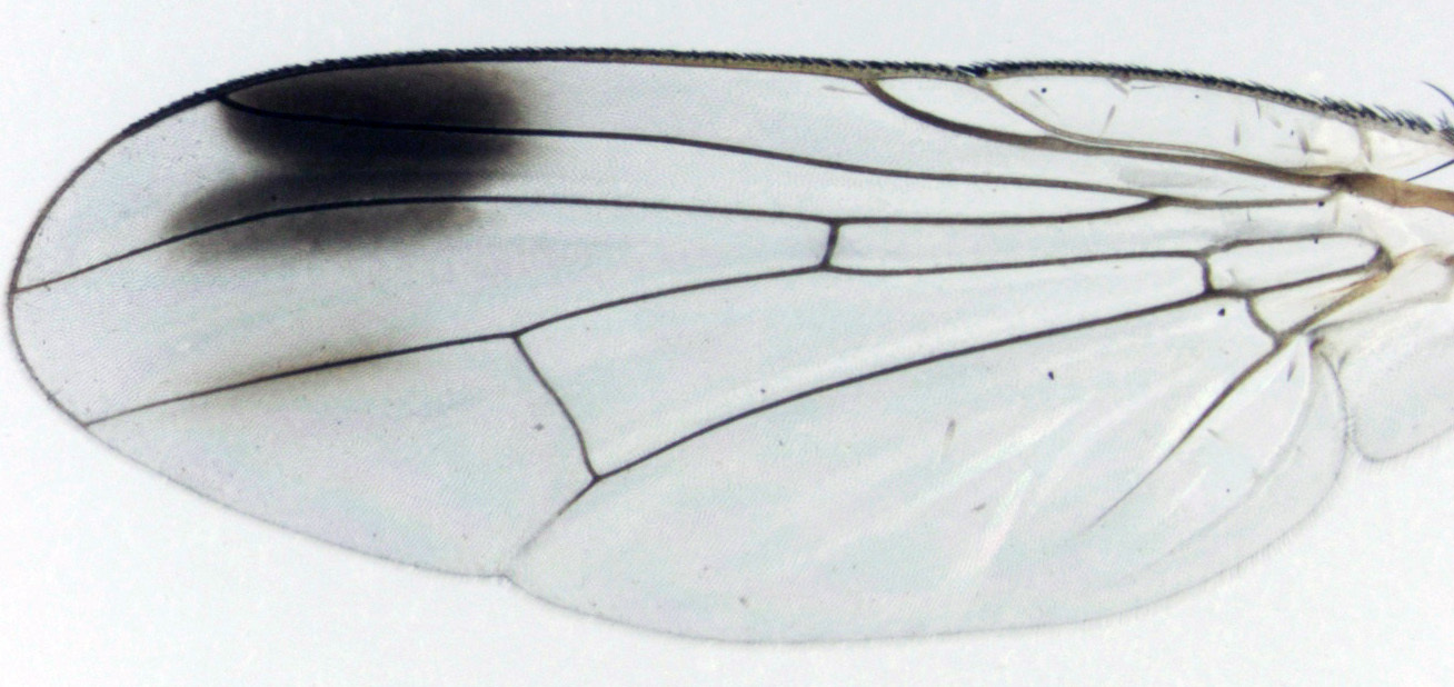 Image of Pygophora apicalis Schiner 1868