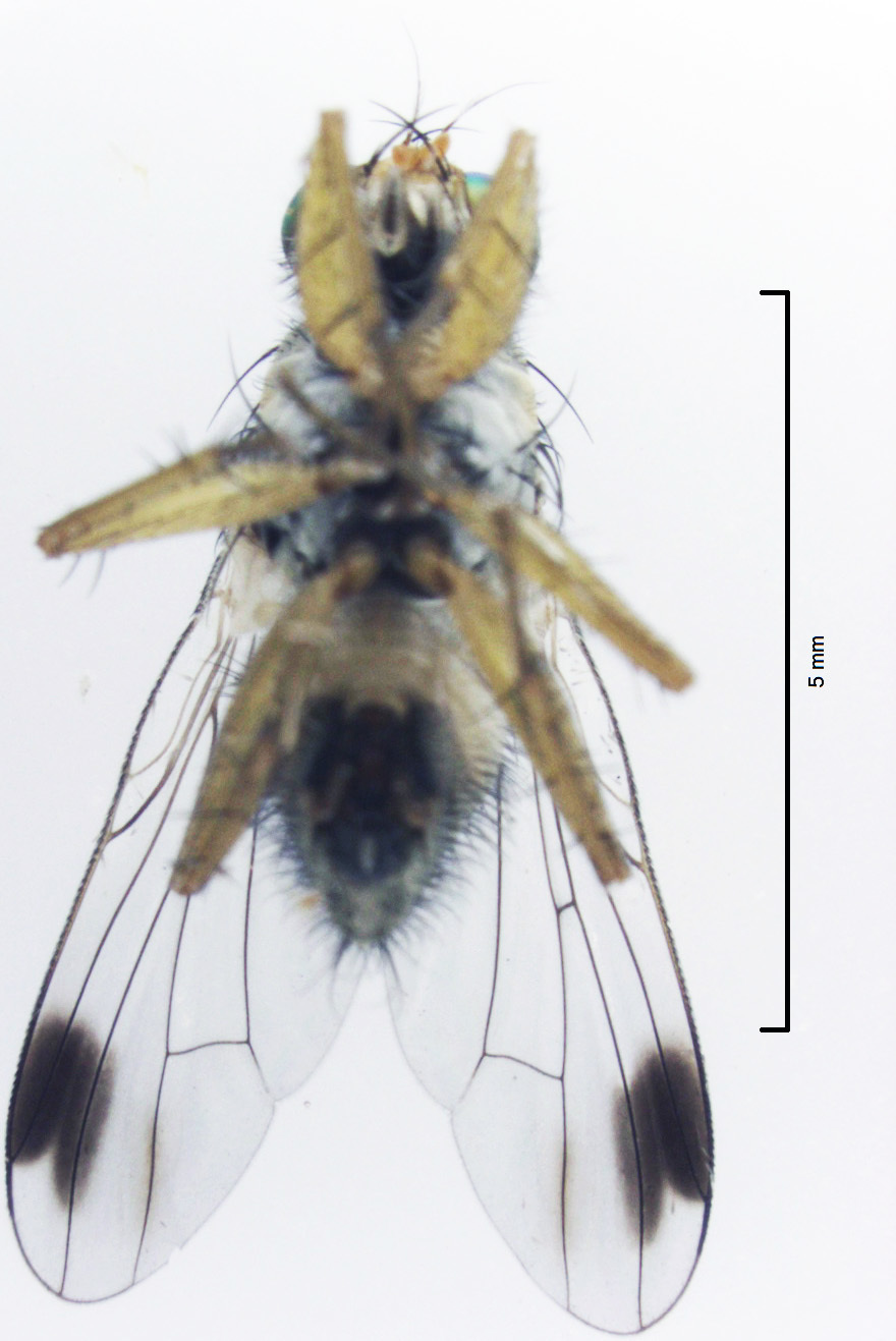 Image of Pygophora apicalis Schiner 1868