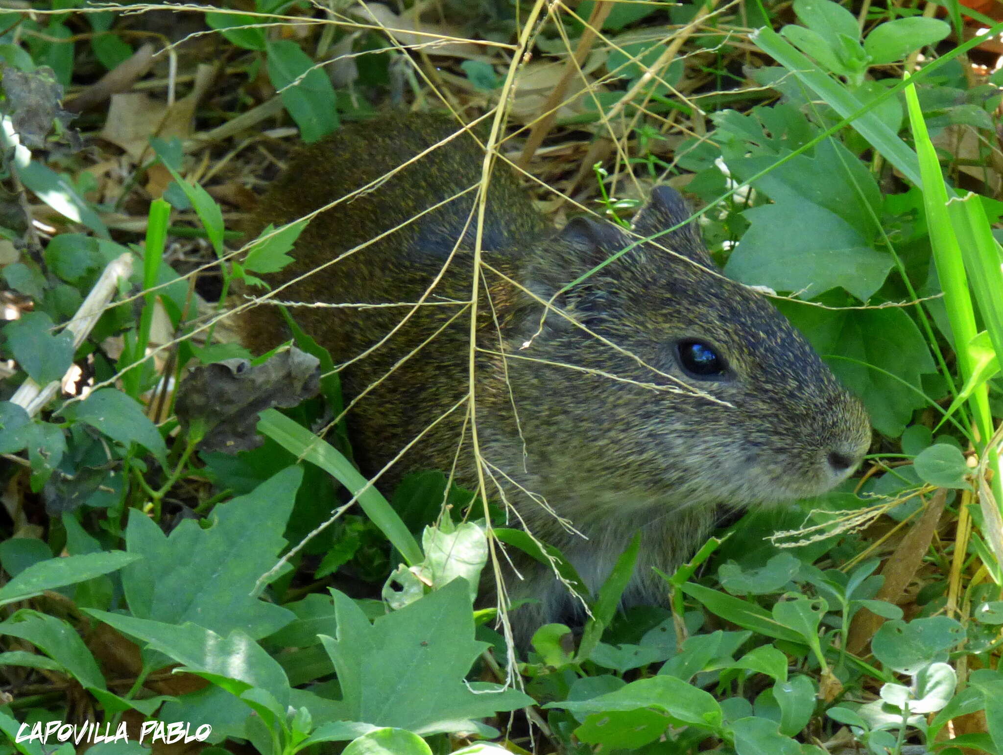 Image of Brazilian Guinea Pig