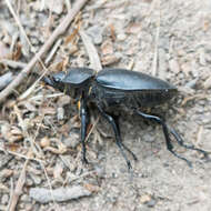 Image of Stag beetle