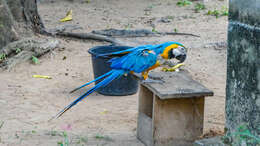 Image of Blue-and-yellow Macaw