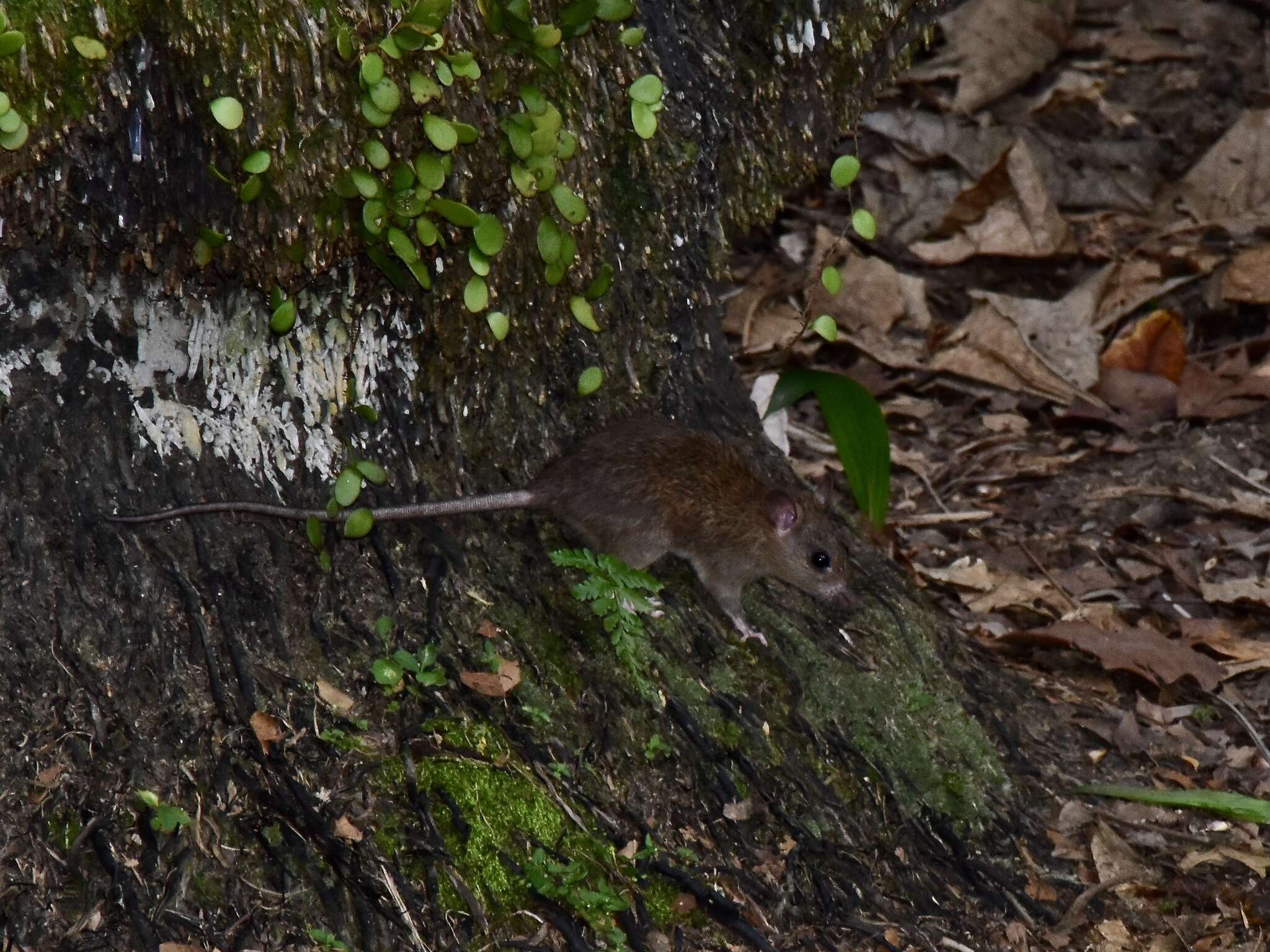 Image of Oriental House Rat