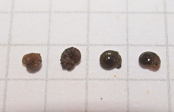 Image of <i>Helicopsyche</i> (<i>Saetotricha</i>) <i>albescens</i> Tillyard 1924