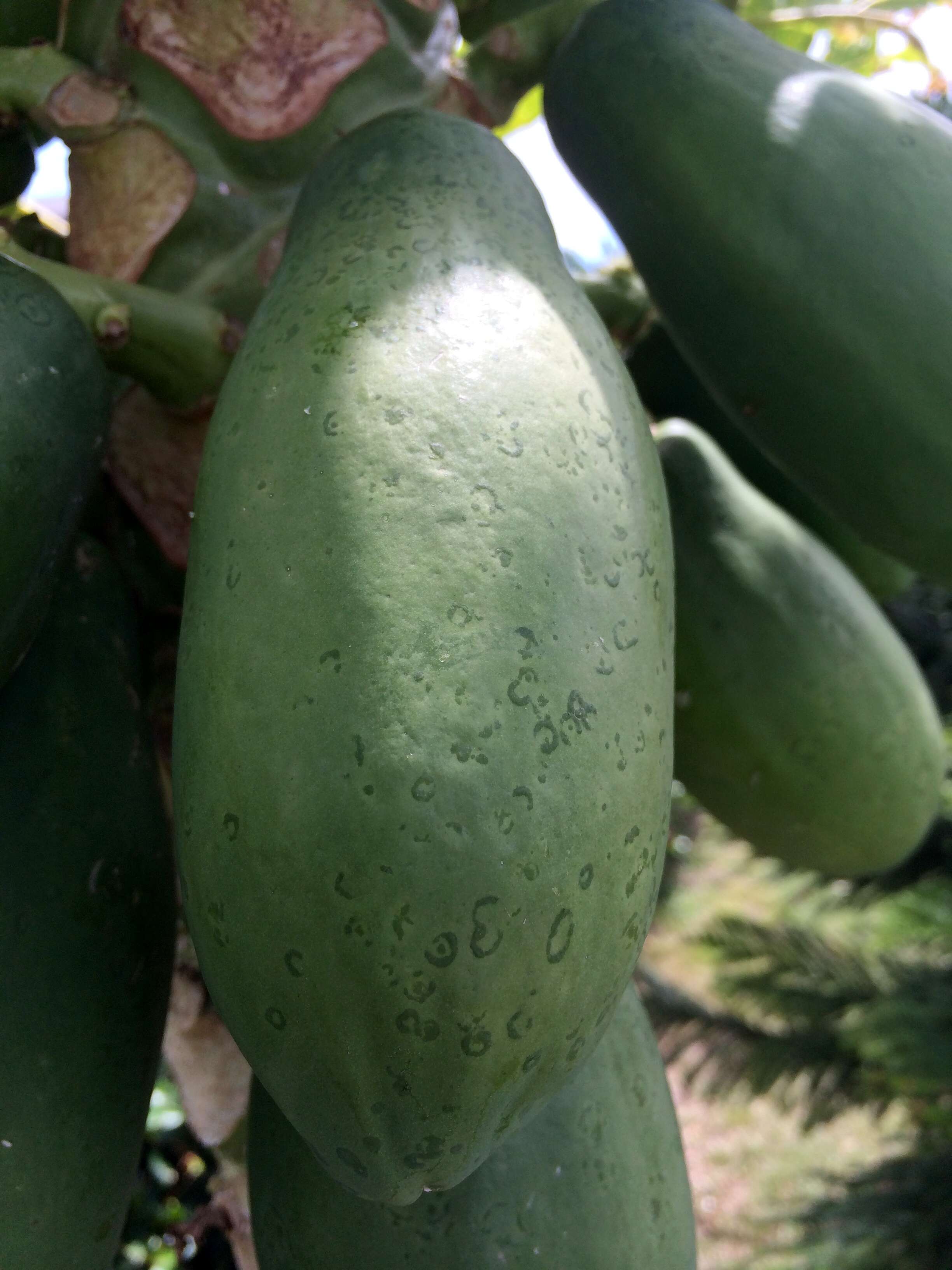 Image of Papaya ringspot virus