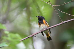 Image of American Redstart