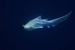 Image of zebra sharks