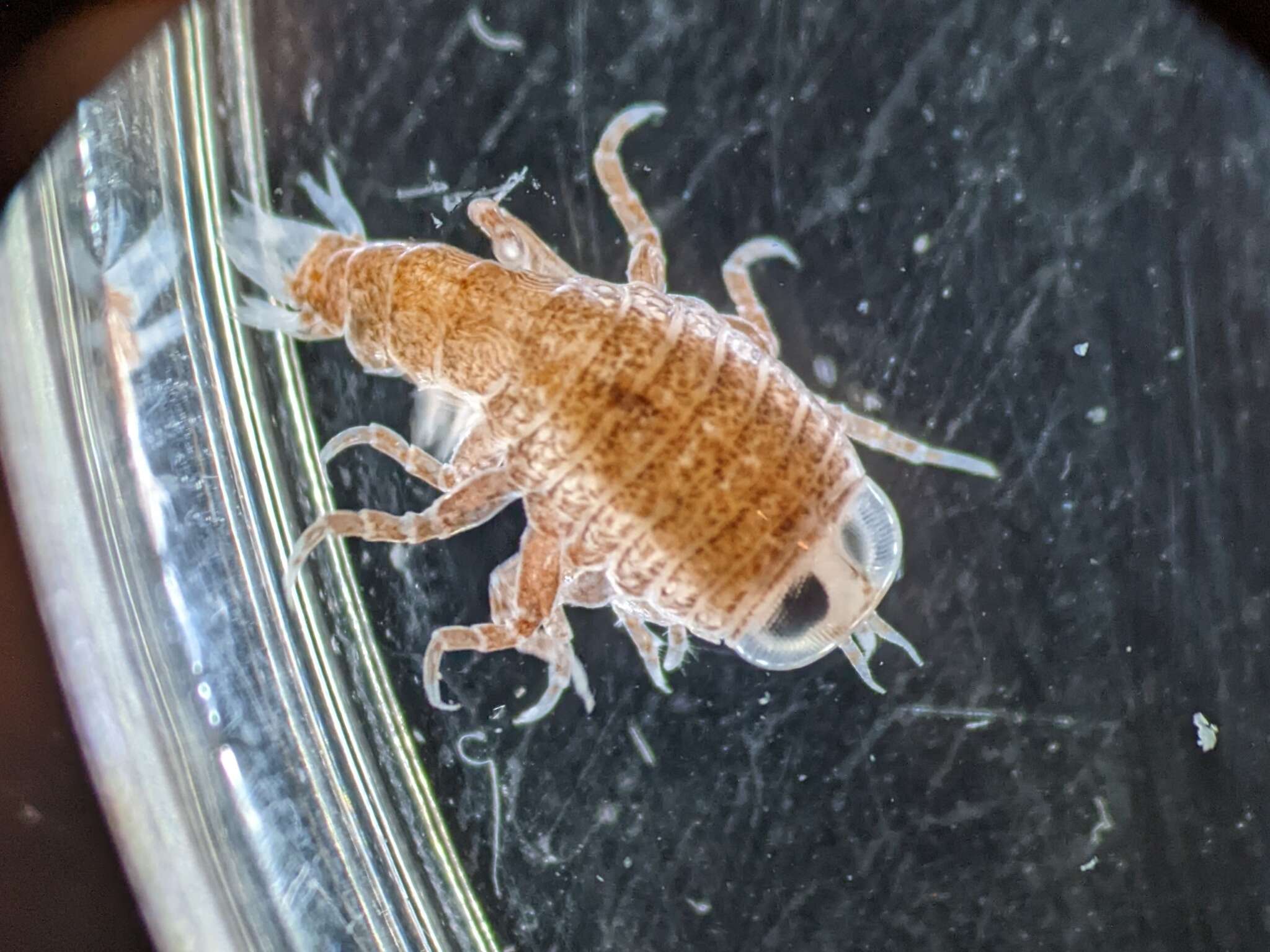 Image of jellyfish amphipods