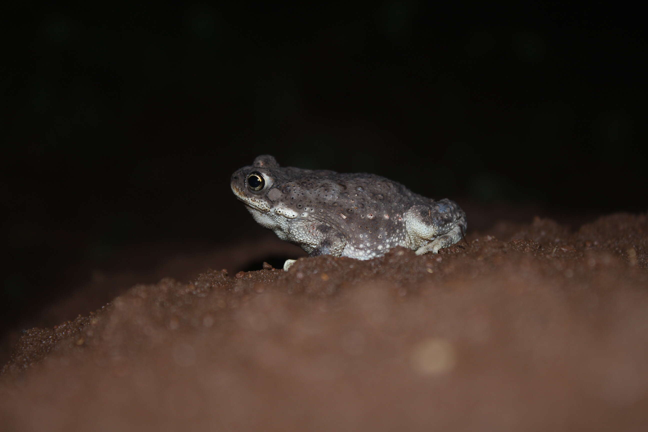 Image of Duttaphrynus Frost, Grant, Faivovich, Bain, Haas, Haddad, de Sá, Channing, Wilkinson & Donnellan et al. 2006