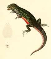 Image of Rose Whorltail Iguana