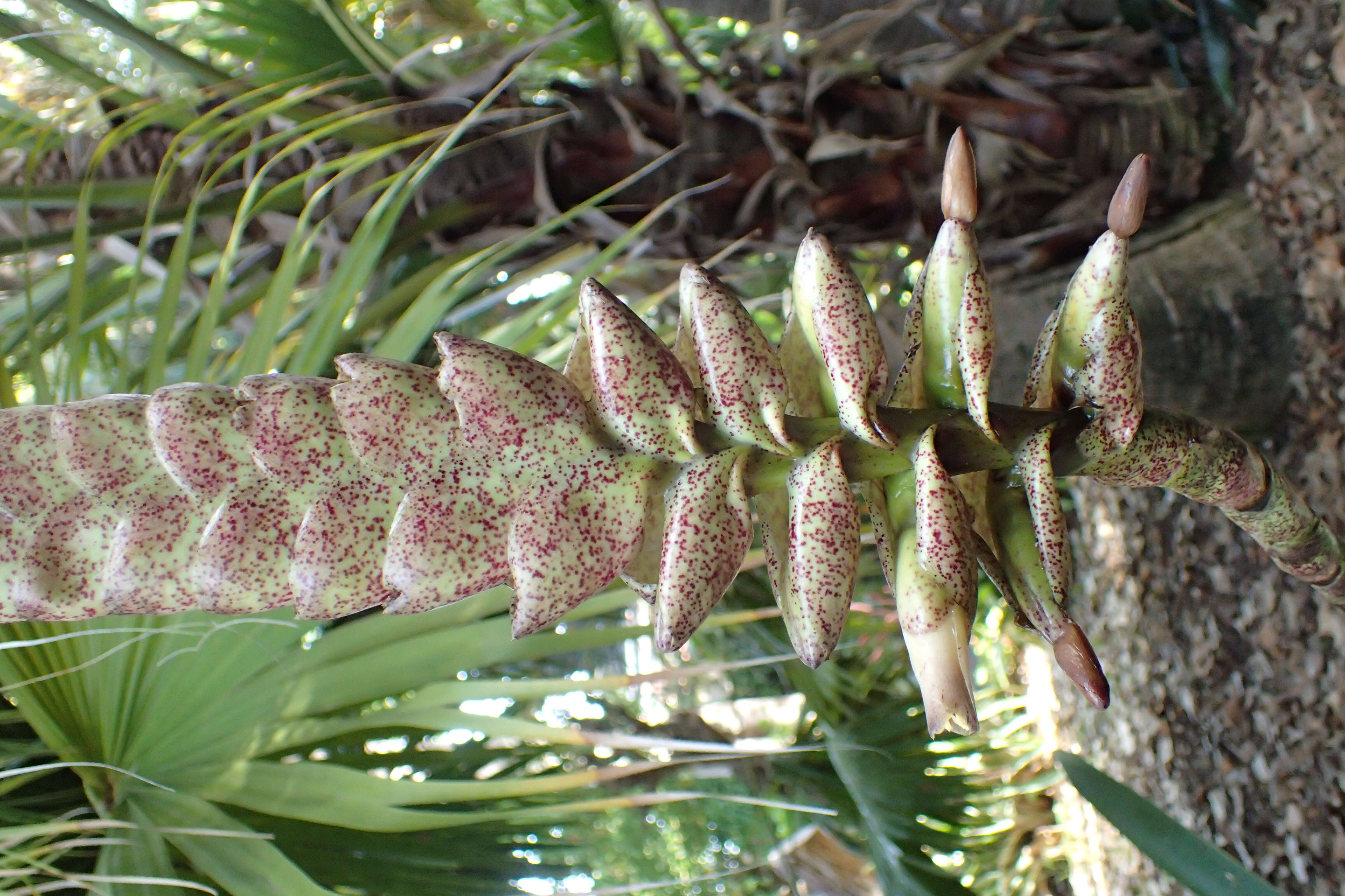 Image of Bromeliad