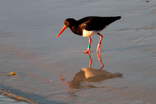 Image of Australian Pied Oystercatcher