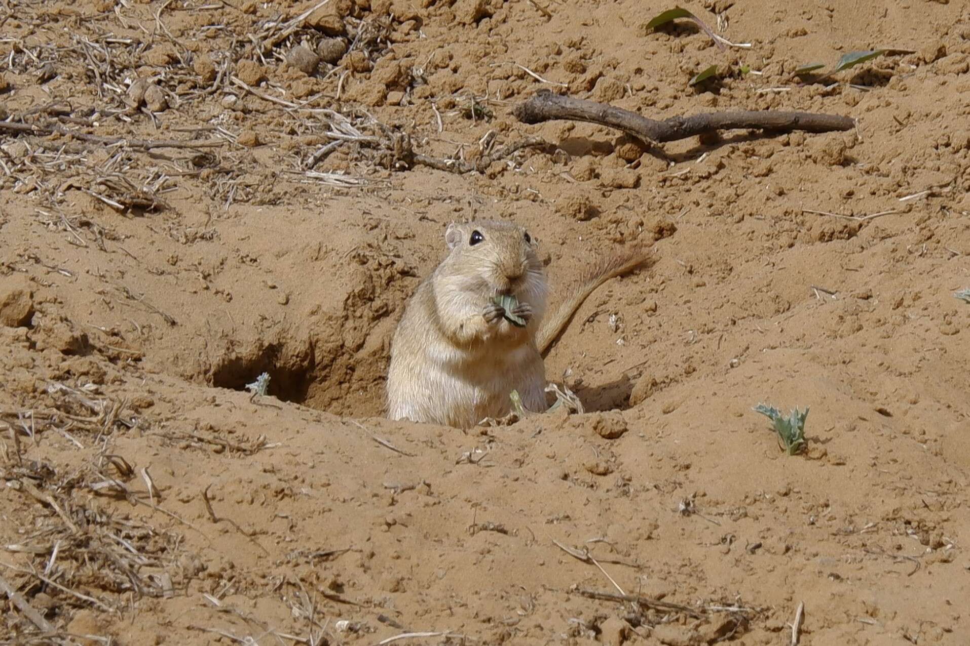 Image of Indian Desert Gerbil