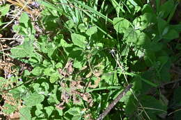 Слика од Teucrium scorodonia L.