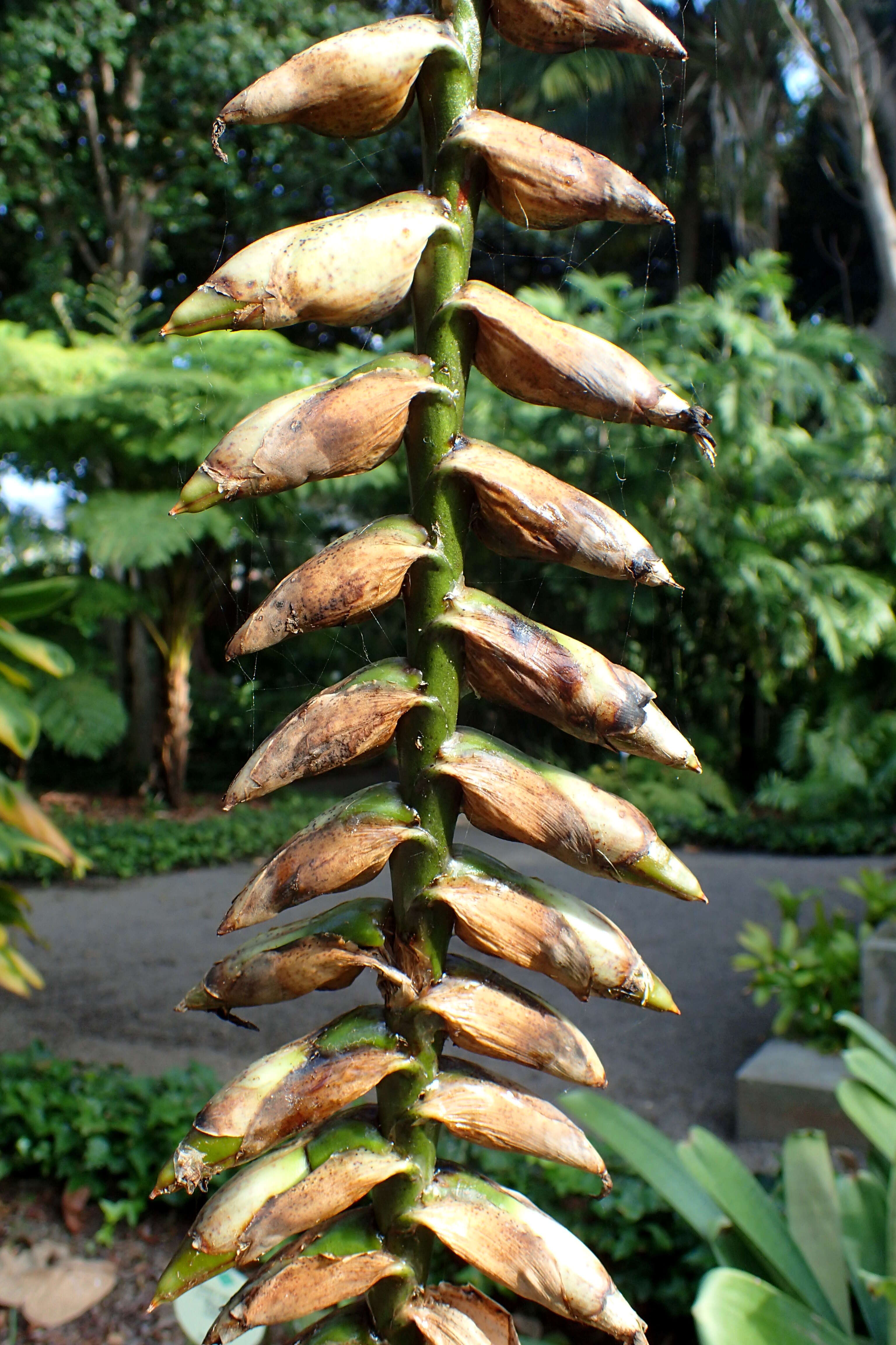 Image of Bromeliad