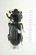 Image of Passalus