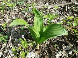 Image of black false hellebore