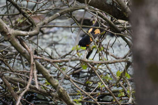 Image of American Redstart