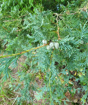 Image of Atlantic White Cedar