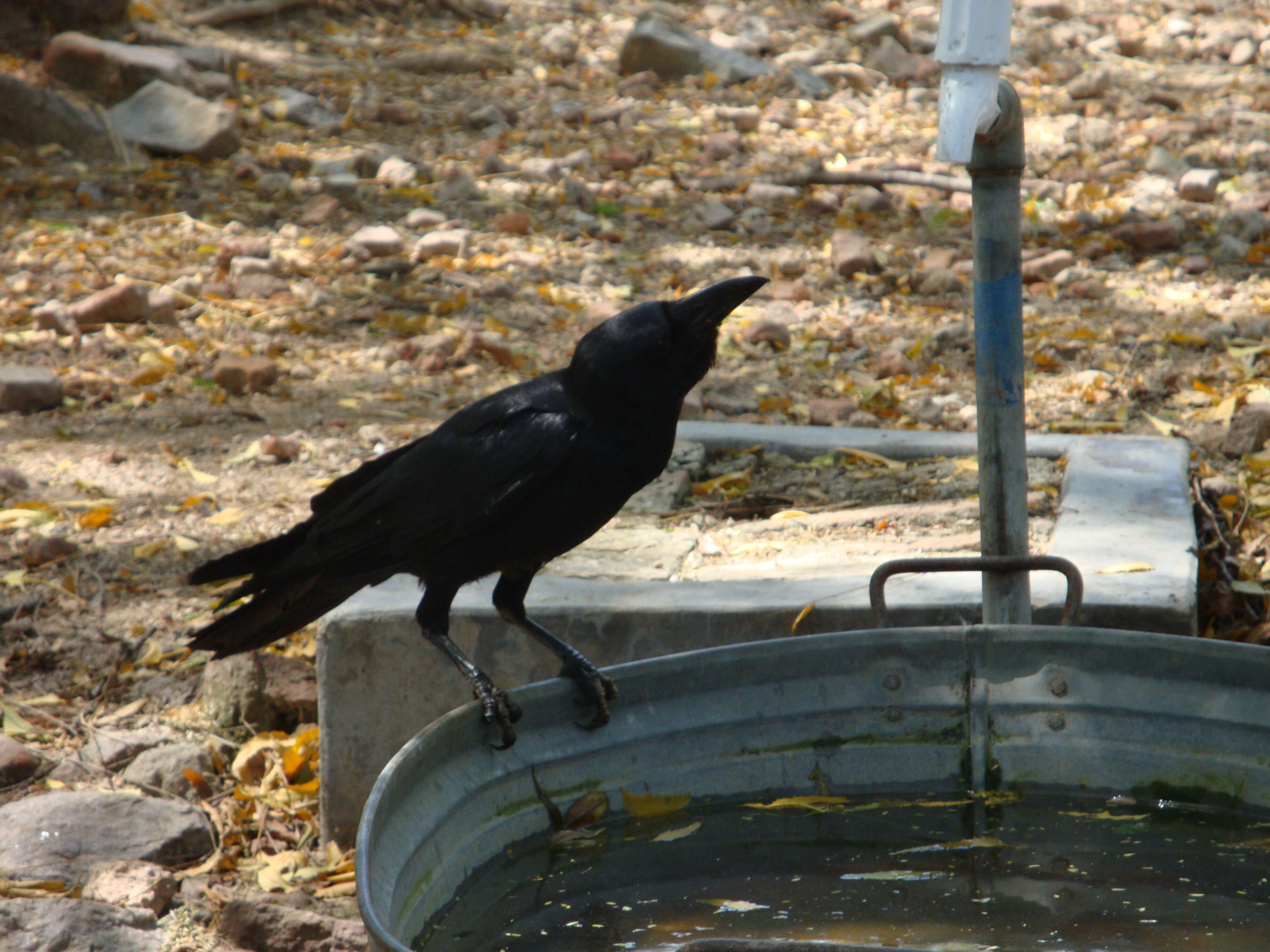 Imagem de Corvus culminatus Sykes 1832