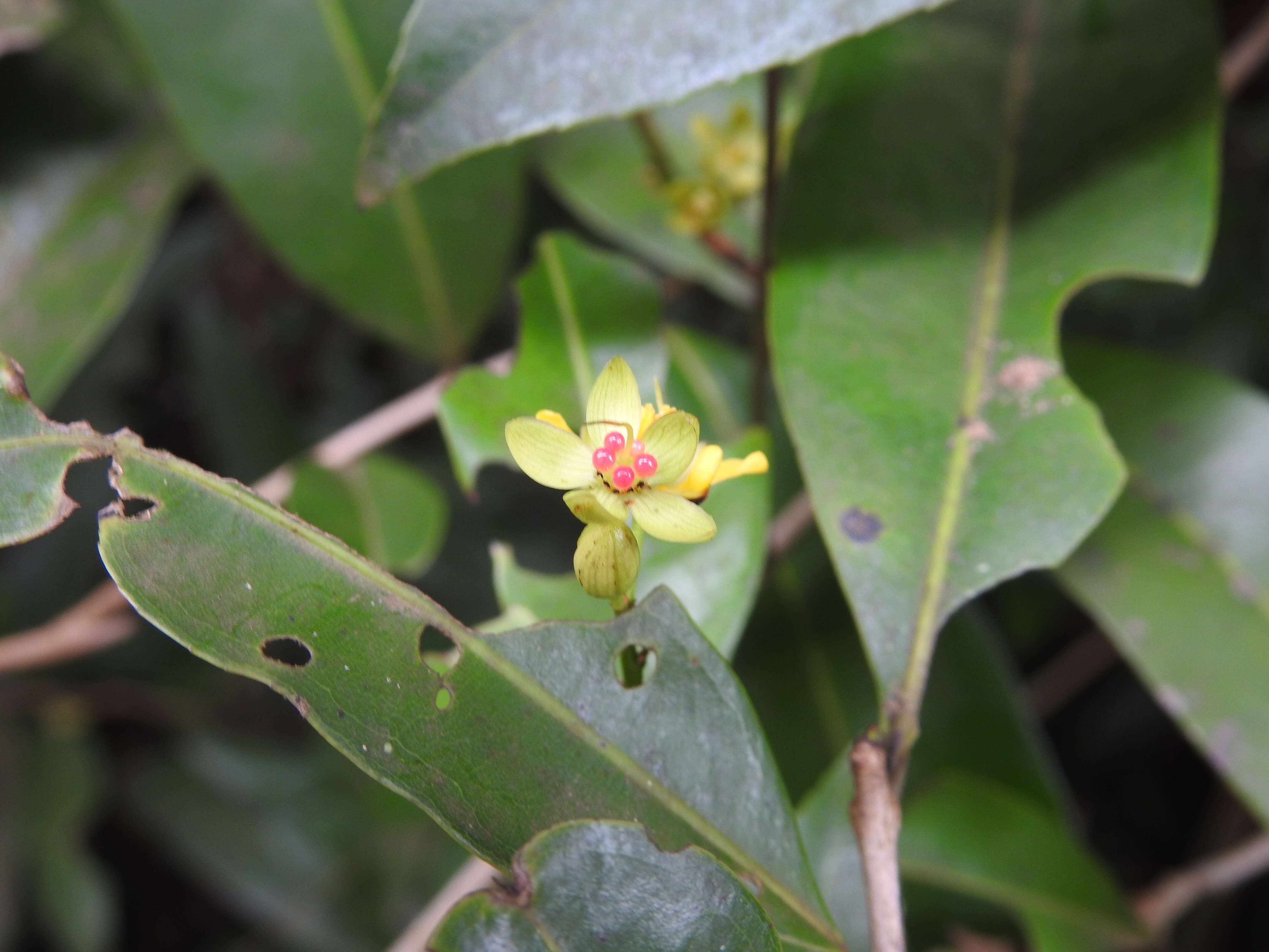 Image de Campylospermum serratum (Gaertn.) V. Bittrich & M. C. E. Amaral