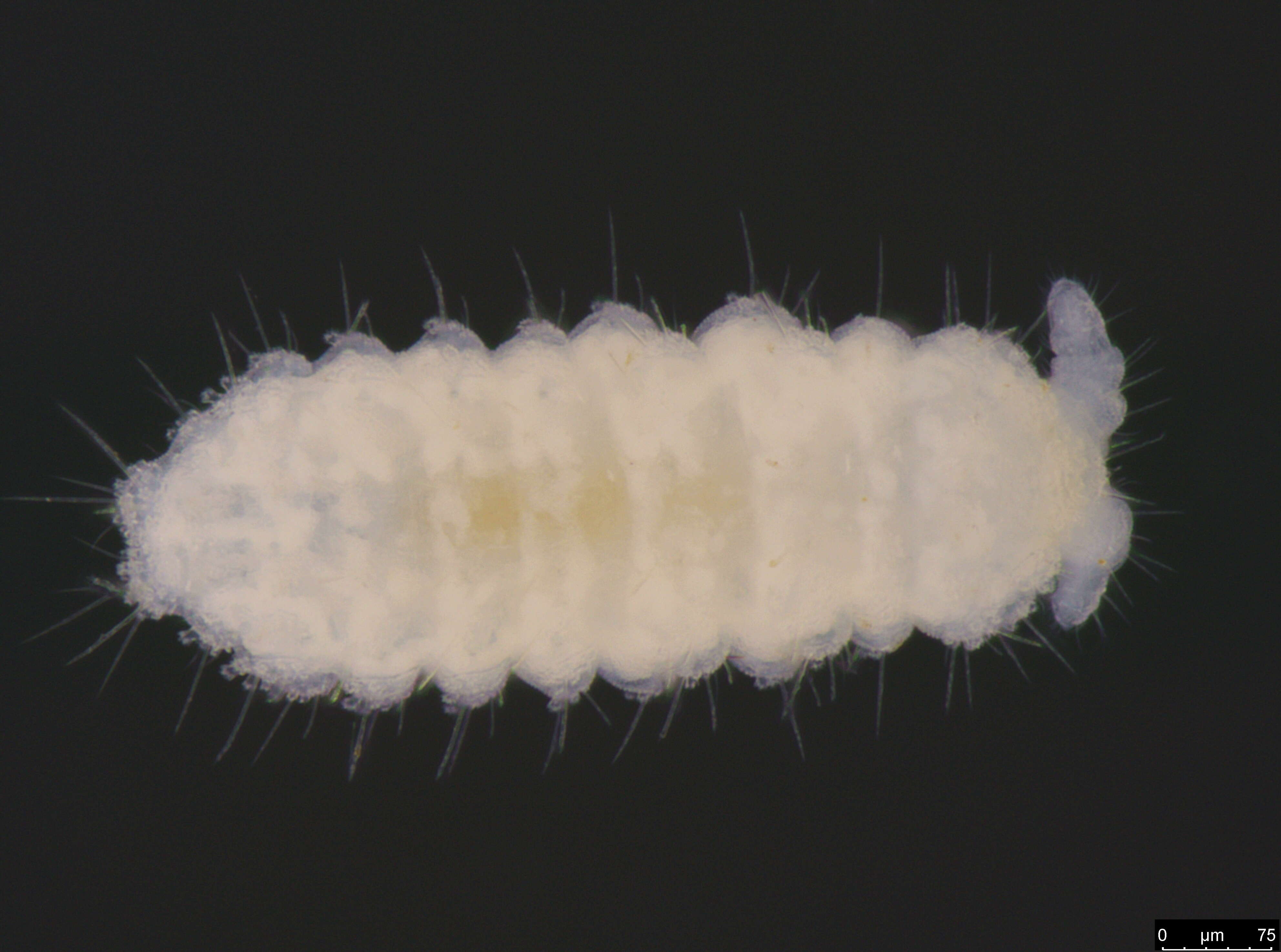 Image of Poduromorpha