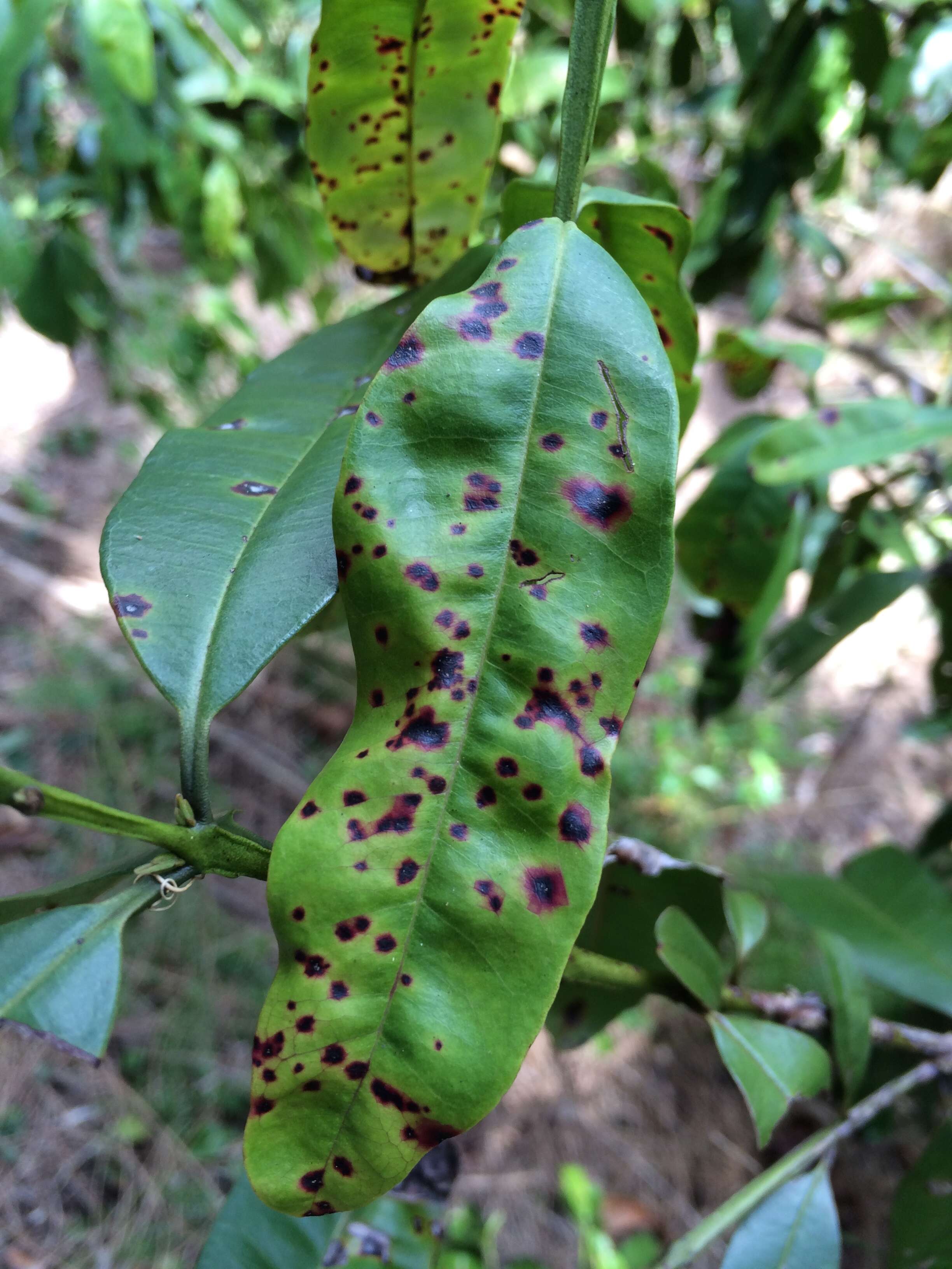 Image de Austropuccinia psidii (G. Winter) Beenken 2017