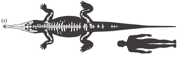 Image of Crocodilia