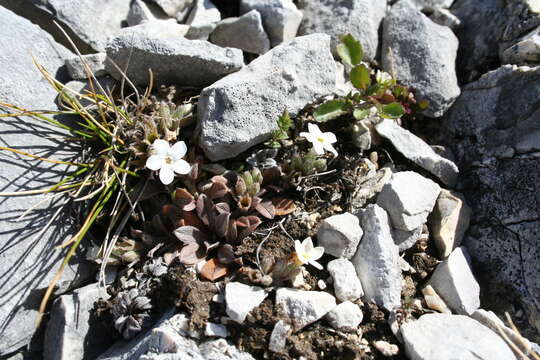 Image of Myosotis colensoi (Kirk) Macbr.