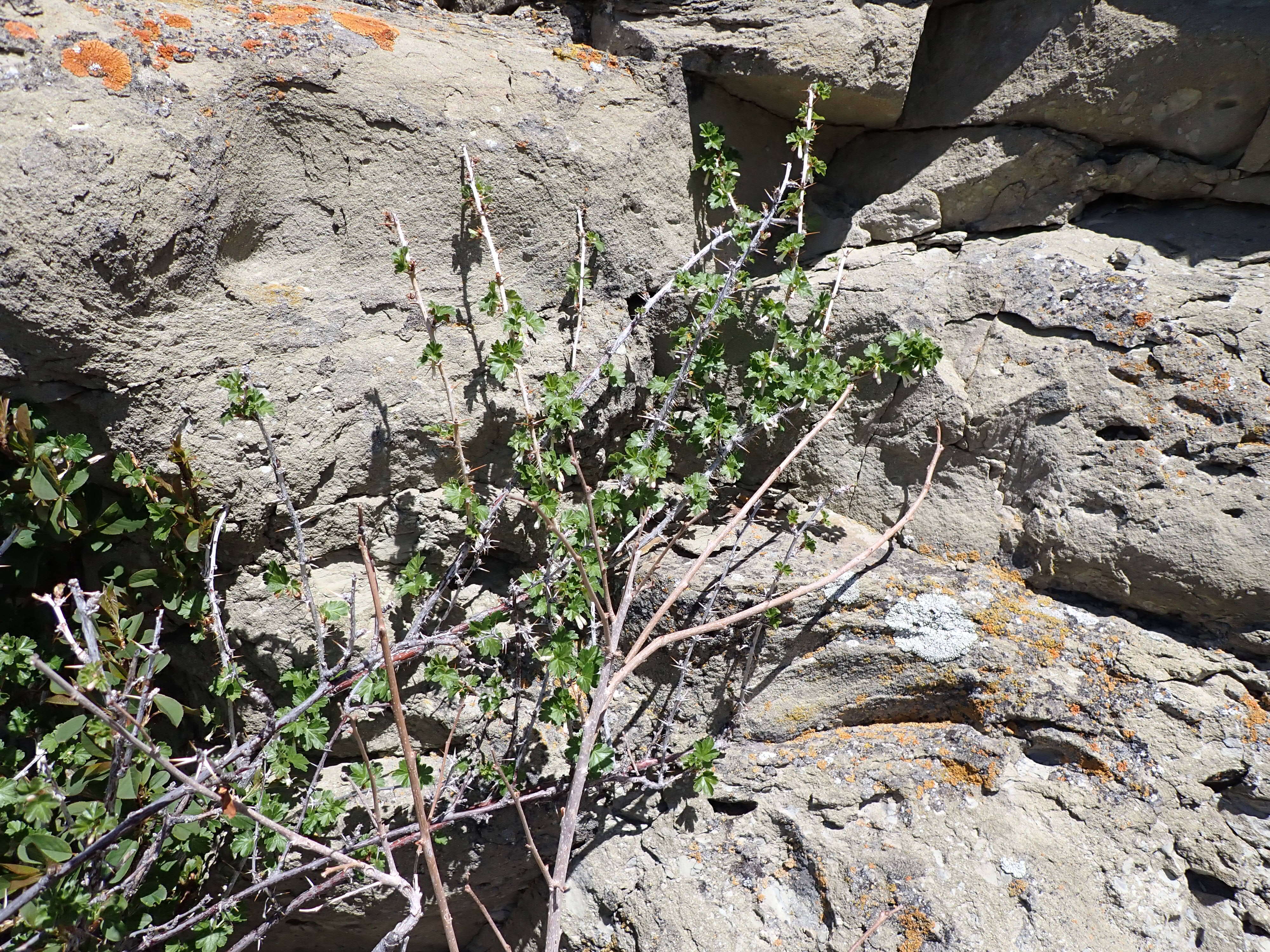 Image of prickly currant