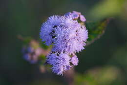 Imagem de Ageratum conyzoides L.