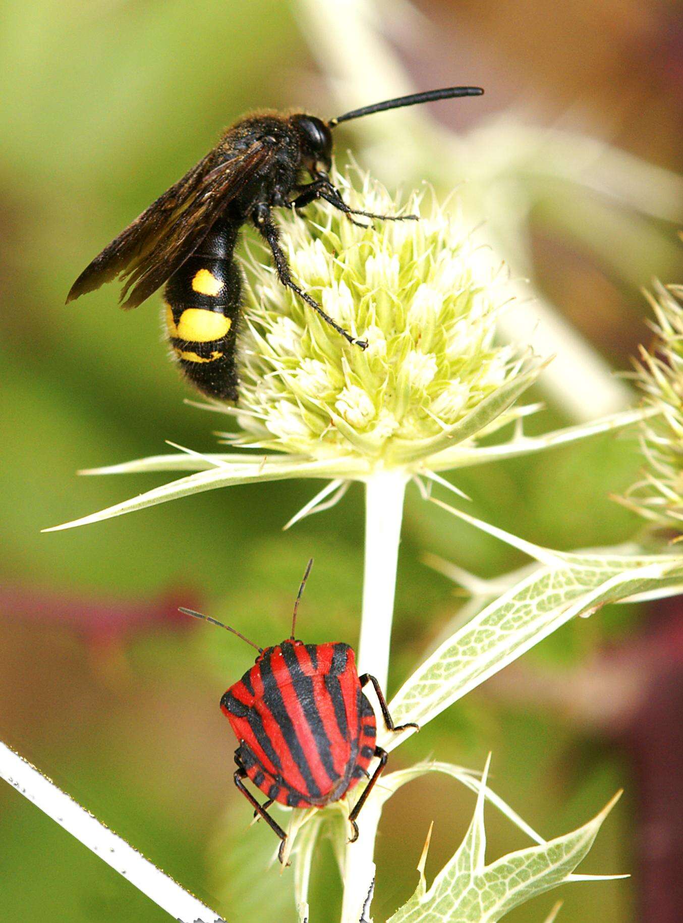 Image of <i>Graphosoma italicum</i>