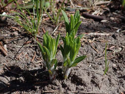 Image of butterfly milkweed