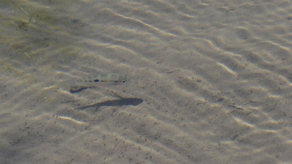18.https www inaturalist org photos 6061560.580x360