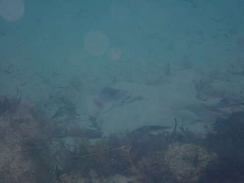 Image of Australian Eagle Ray