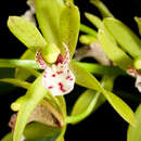 Слика од Cymbidium tigrinum C. S. P. Parish ex Hook.