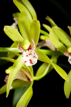 Image de Cymbidium tigrinum C. S. P. Parish ex Hook.